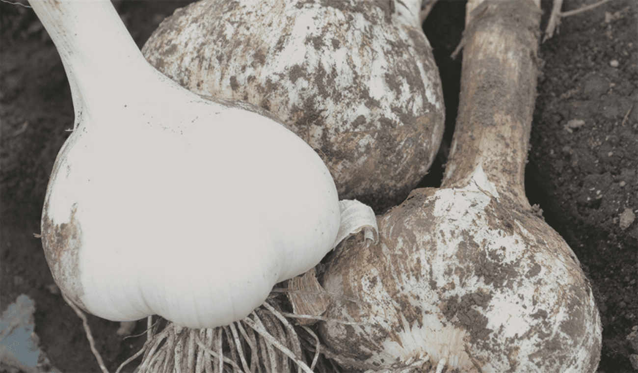 たっぷり栄養を蓄えたにんにくを使用